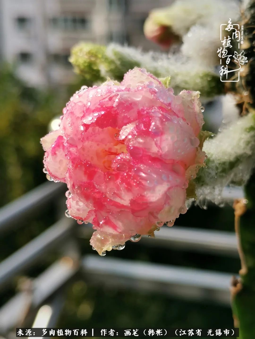 阳台多肉花园简直美翻了,适合男生养的多肉