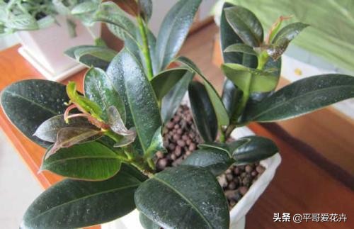 橡皮树叶子发软怎么补救,橡皮树叶子发蔫掉落是怎么回事