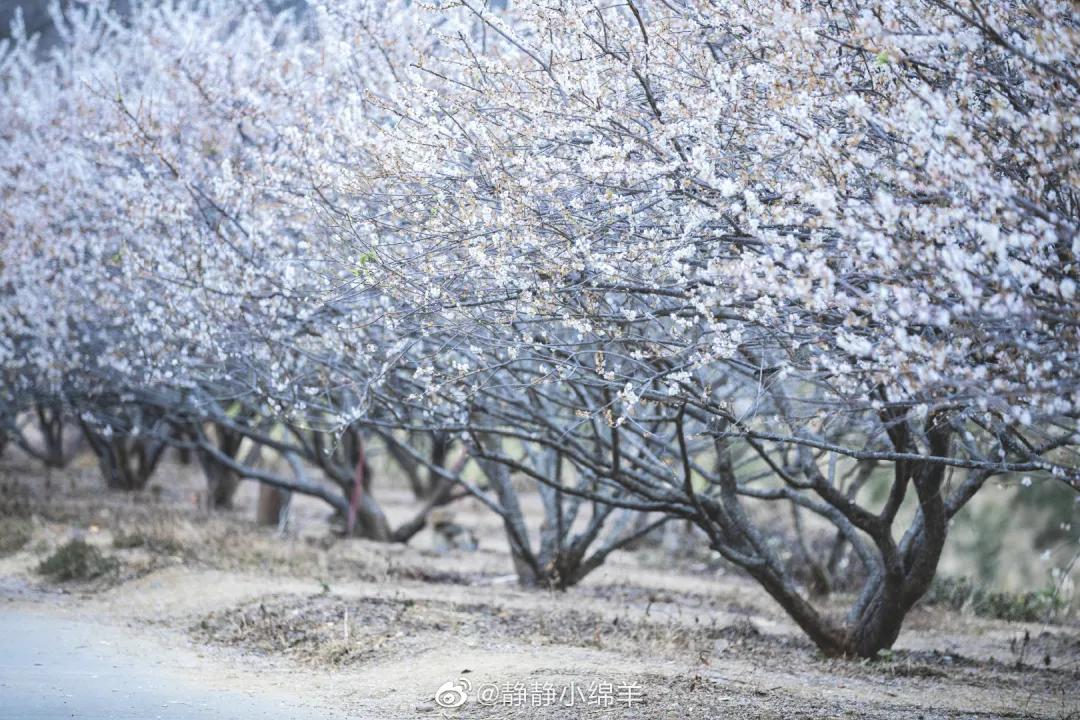 广州现在花开的季节,广州现在什么花开了