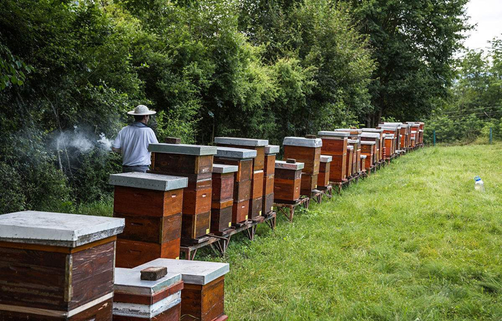 养蜂知识和技术蜂王,蜜蜂的特点和习性三年级下册