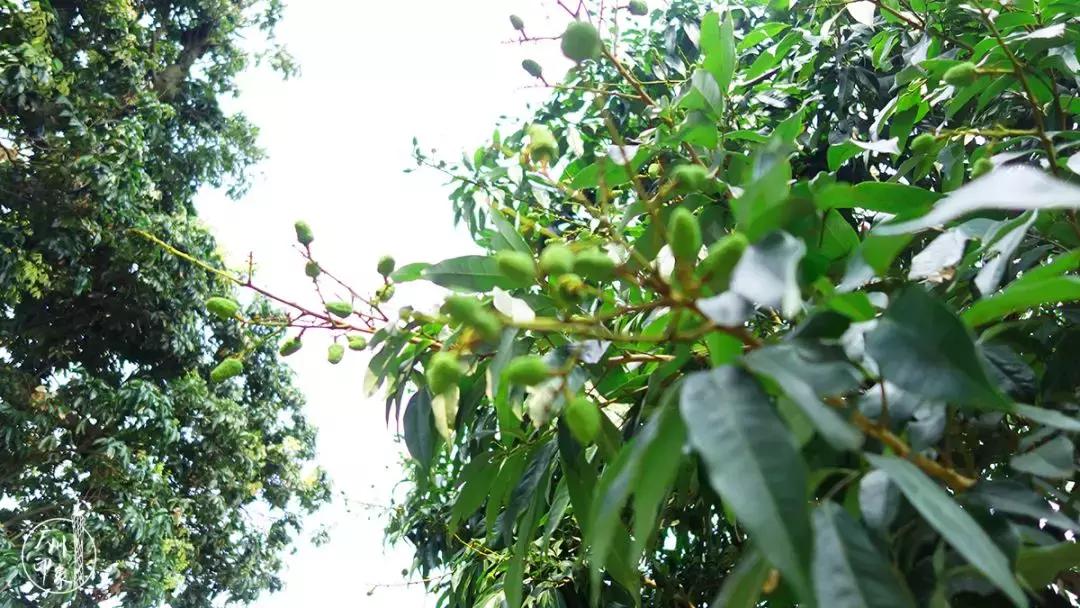 广州隐世峡谷游玩攻略,广州要坐船才能登的小岛