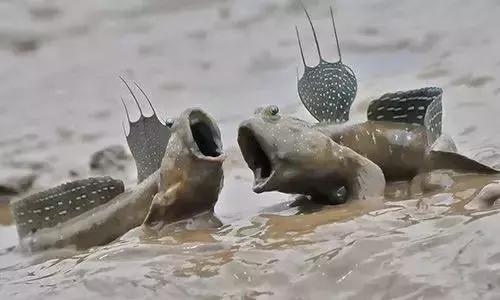 宁波一渔民整理海鲜大全,宁波最全的海鲜