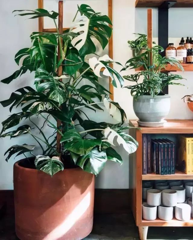 开一家植物美学小店,开一家属于自己的花店