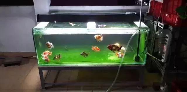 金鱼吊兰怎么养,兰寿金鱼怎么养