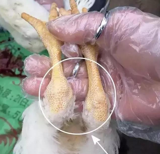 鸡得了滑液囊还能产蛋吗,养鸡人你真的了解滑液囊支原体吗