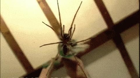 捕捉蜘蛛器,引诱蜘蛛神器