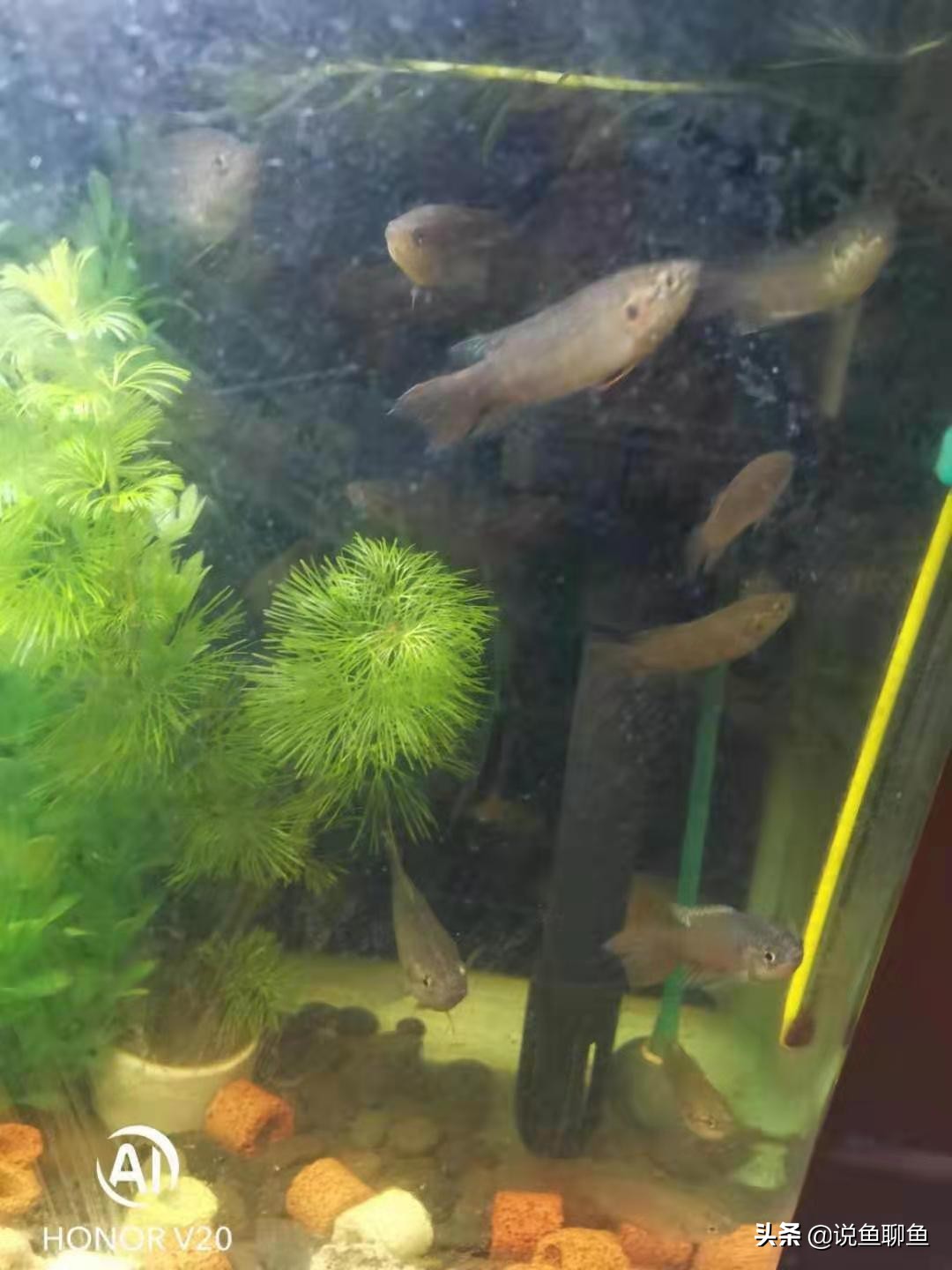 粉丝发私信求救,粉丝向主播求救