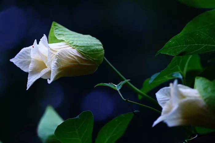 冬天常见中药植物图片及功效,花期长的草本植物图片