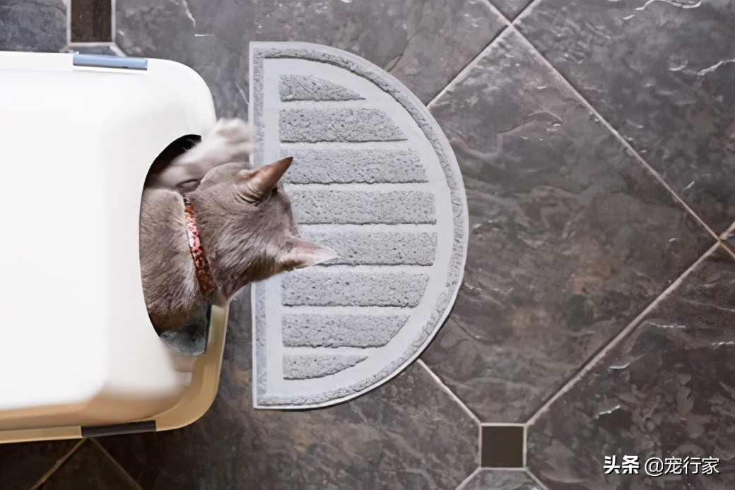 猫咪乱尿但尿得少乱叫,猫咪乱尿会不会因为猫砂太硬