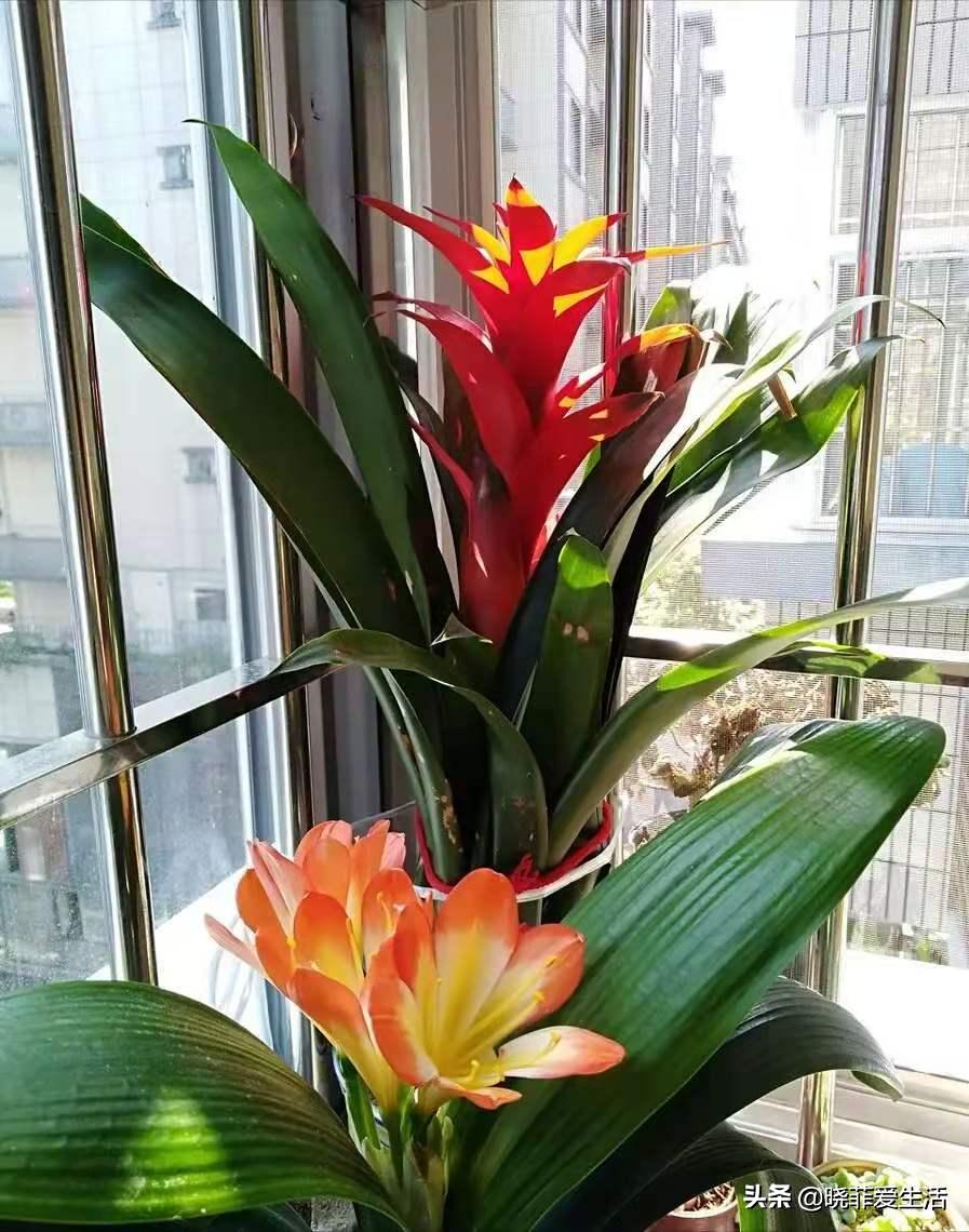 君子兰养了几年不开花要换盆吗,君子兰不开花这样养一年能开两茬