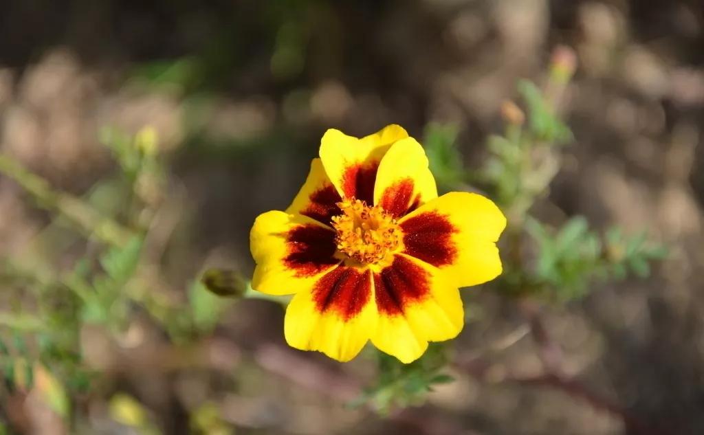 每日植物,每日绿植