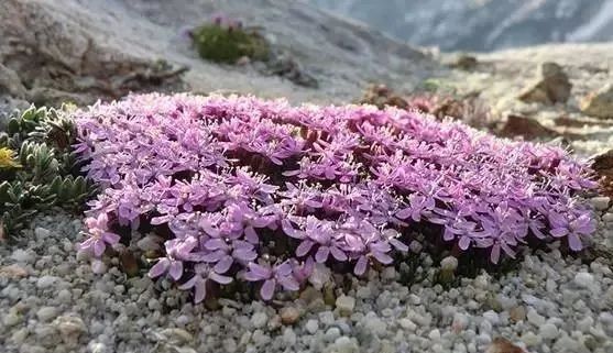 岩石花园景区,岩石园常用花卉