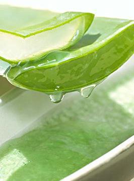 库拉索芦荟的种植方法以及美容功效