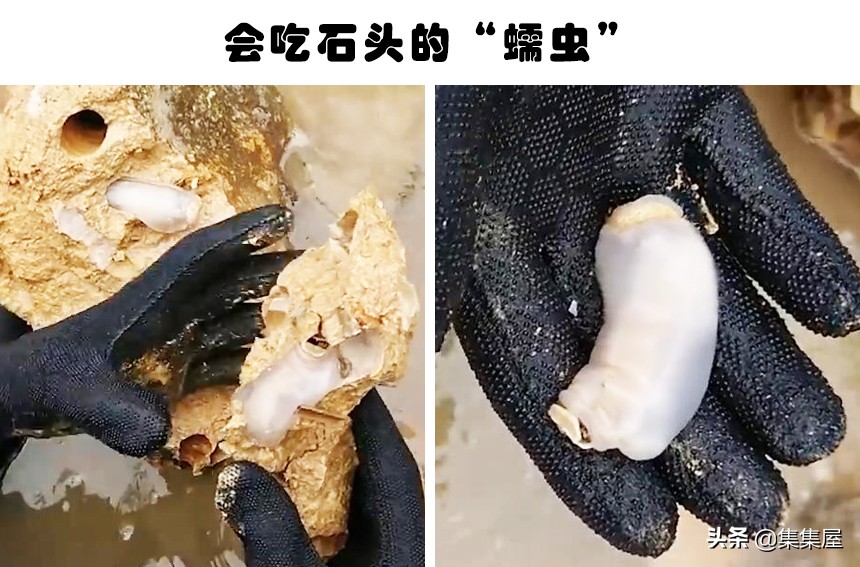 来自动物世界的22个有趣事实,动物世界中有什么有趣的现象