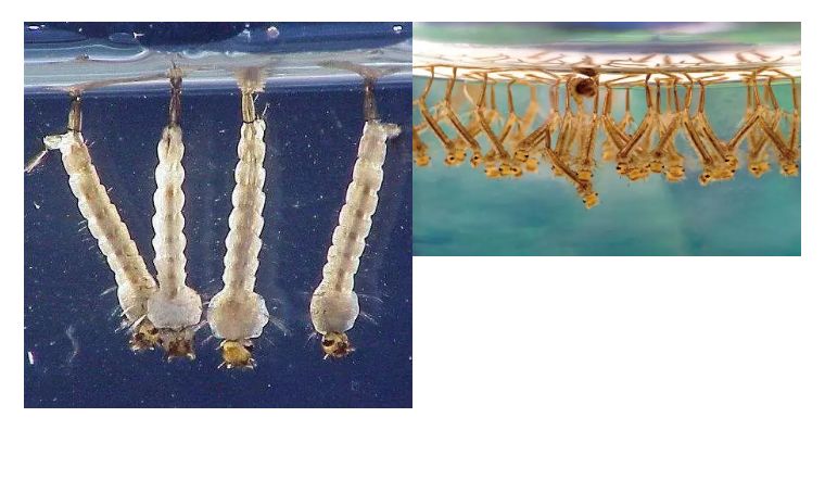 鬼字旁的生僻字魑魅魍魉怎么念,歌词里有魑魅魍魉等生僻字的歌