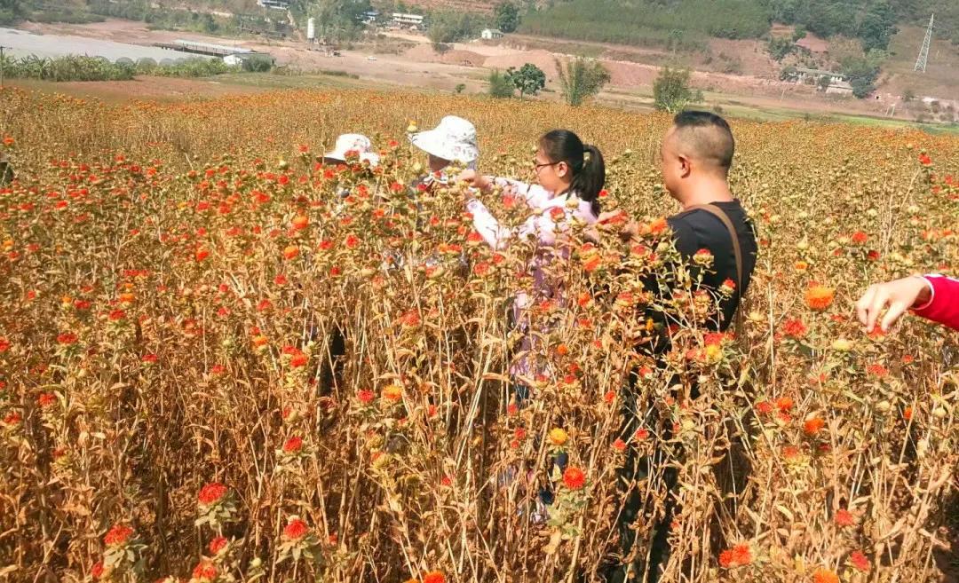 创业故事分享卖花,创业故事茶叶