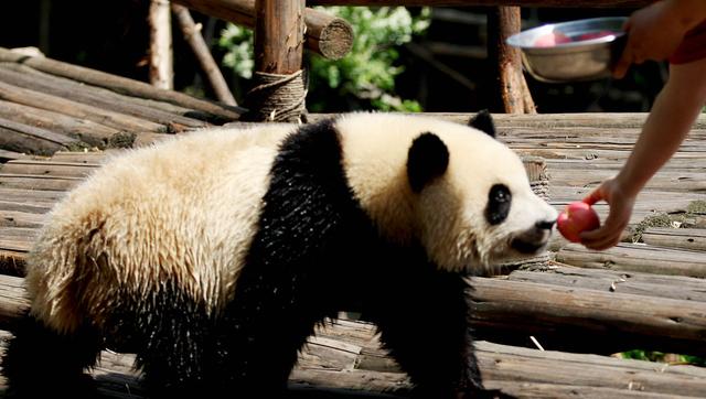 成都怎样去青城山都江堰,成都十大景点武侯祠
