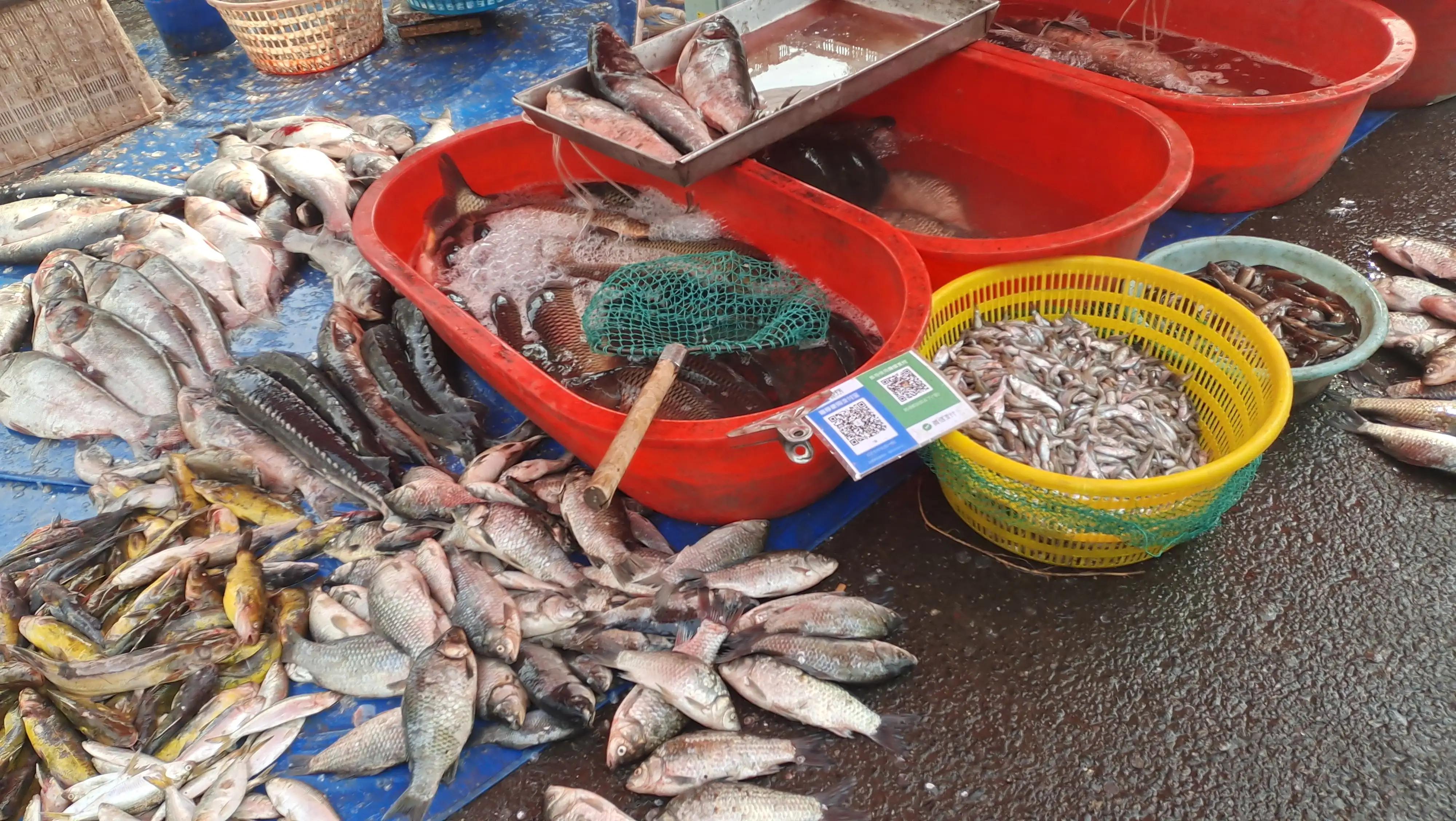 青岛城阳每日菜价查询官网,城阳惜福镇青松生态园菜价