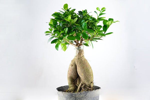 榕树换盆后叶子发黄掉叶怎么办,三层榕树叶子发黄脱落是什么原因