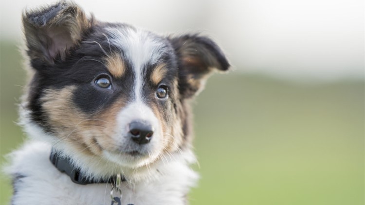 打狗针对身体以后有什么影响,打狗会有报应吗