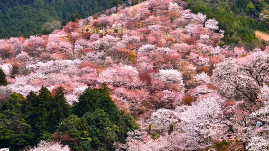 日本旅游详细攻略,日本旅游攻略初次去关西