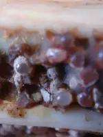 佛陀舍利分析,如何鉴定佛陀舍利