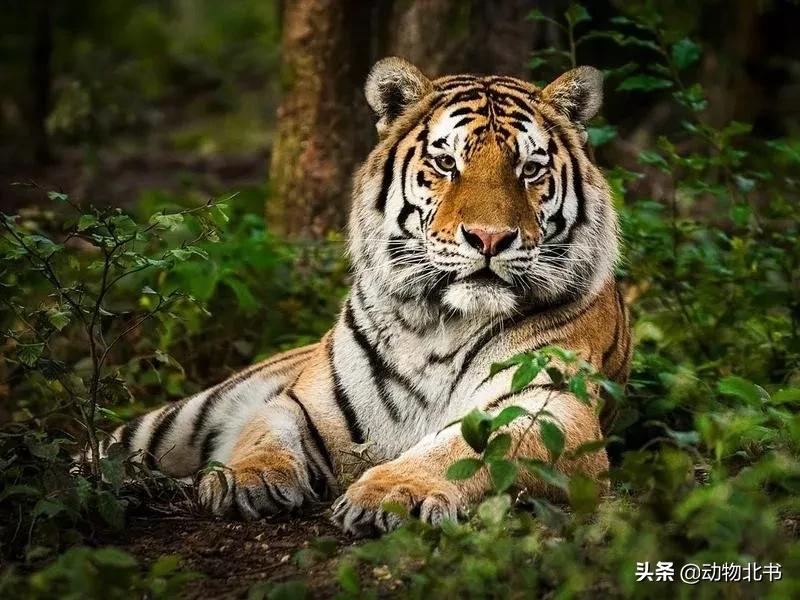 中国36个省份代表的动物,20种有代表性的动物