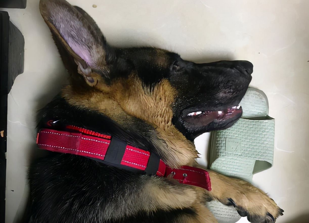 德牧拉稀有什么特效药,德牧拉稀怎么办