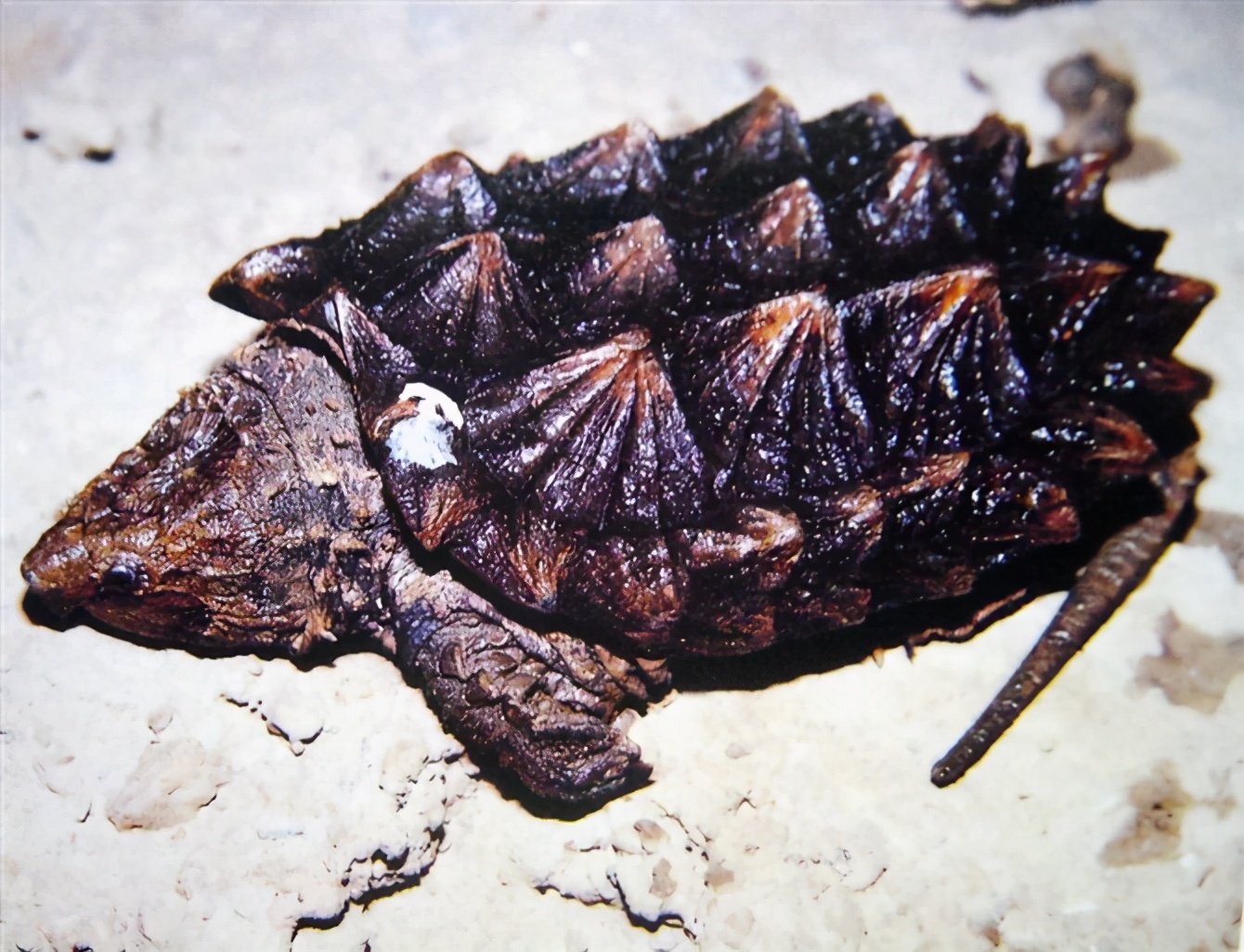 龟类纪录片,龟类图片