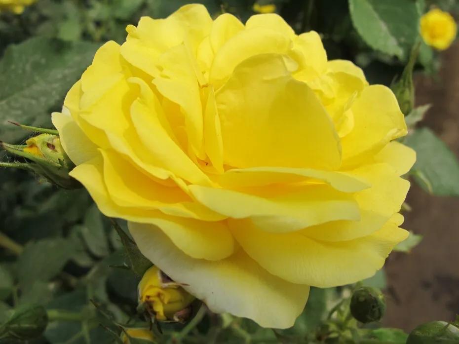 和平月季的价格,和平月季优缺点