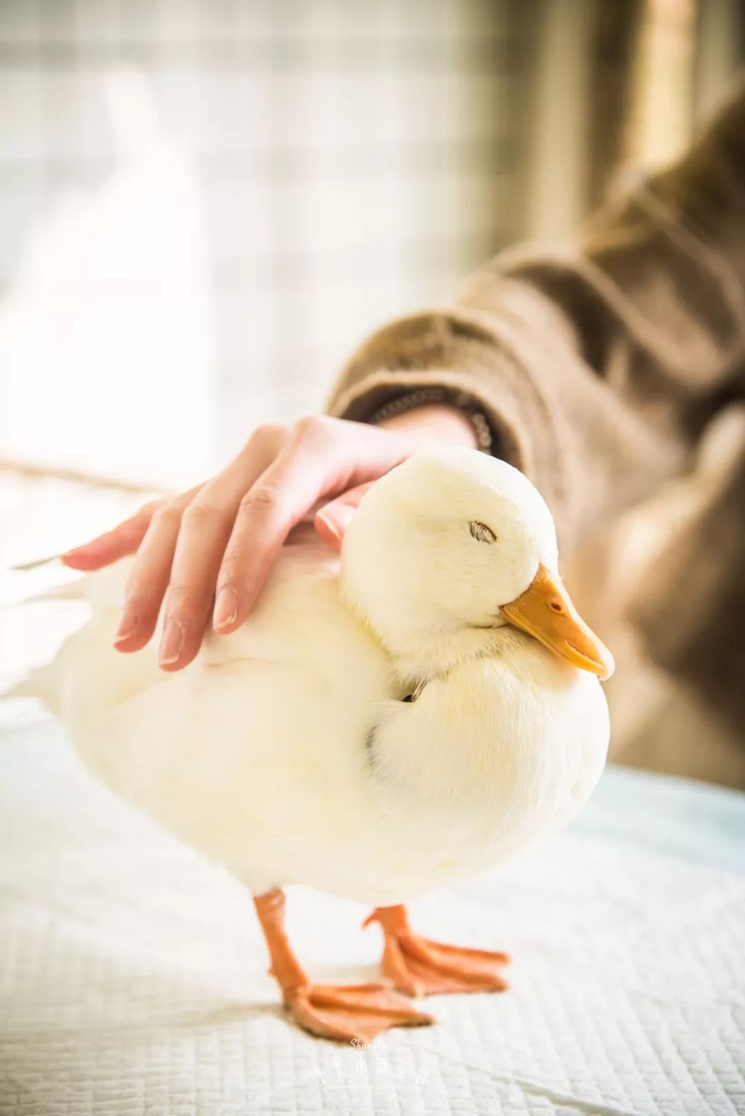 2019宠物排名,2022宠物排行榜