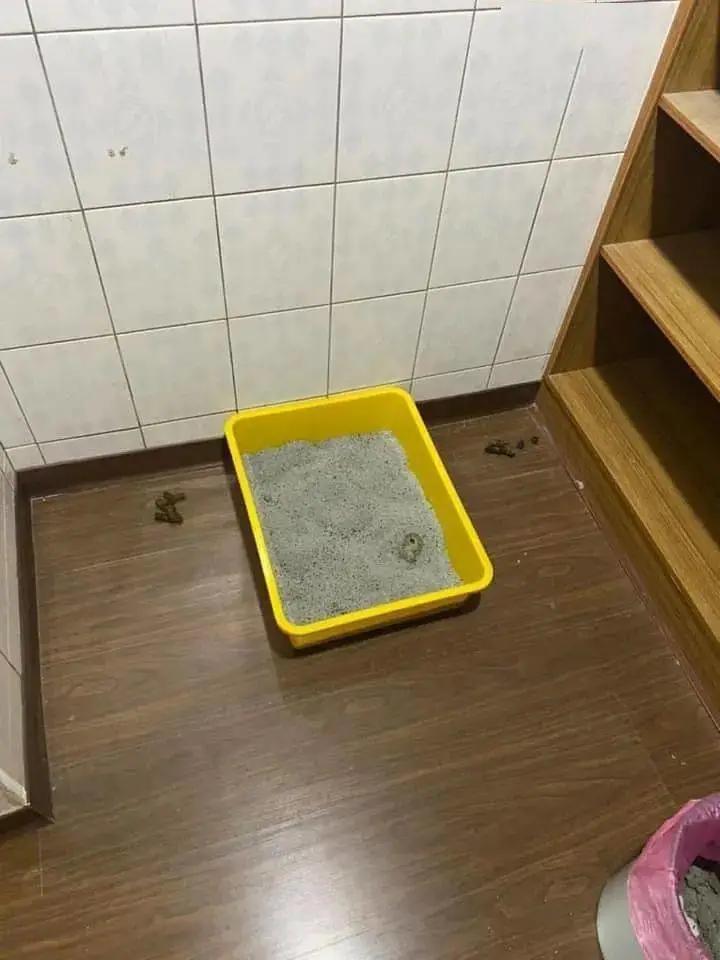 猫咪不在猫砂盆上大便怎么办,猫咪不在猫砂盆里大便怎么纠正
