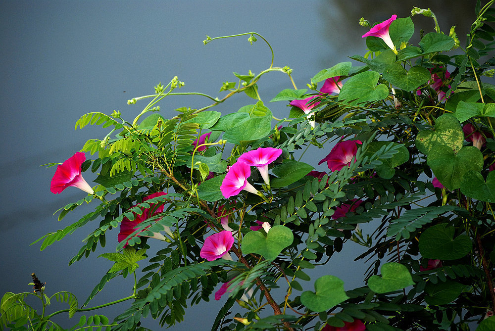 生活中常见的花语大全,生活中常见花卉花语