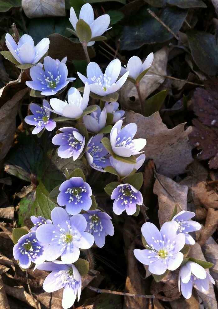 40种国外“活久未见”的花，有的专门吃昆虫，连小青蛙都不放过