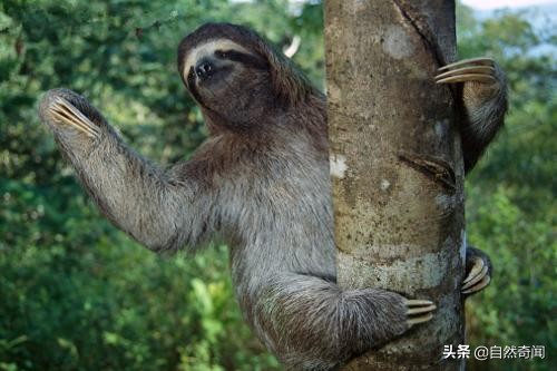 亚马逊十大凶猛植物,巴西亚马逊热带雨林动植物