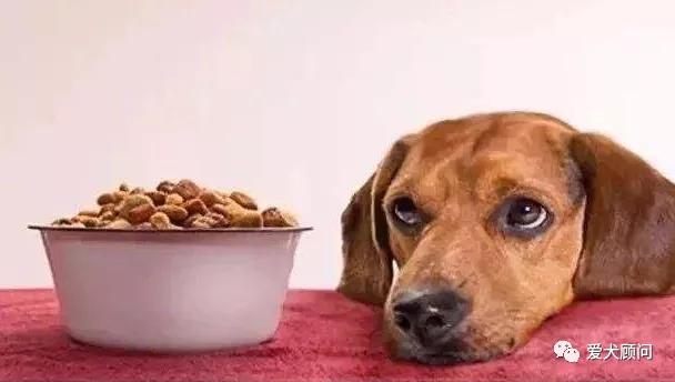 外面买的狗粮怎样做,怎么给狗狗准备狗粮