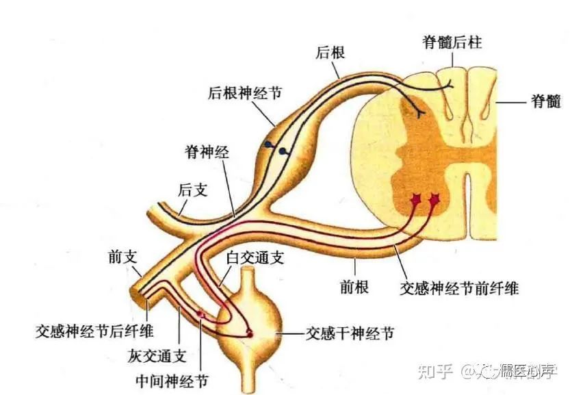 腰痛之捉妖记（十二）------腰痛？也许你得了“神经病”