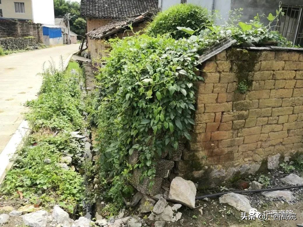 大嘴猴纠纷,大嘴猴侵权事件