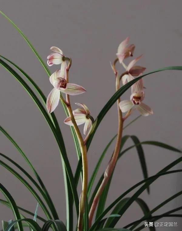 为什么兰花被称为国兰,为什么兰花又叫国兰