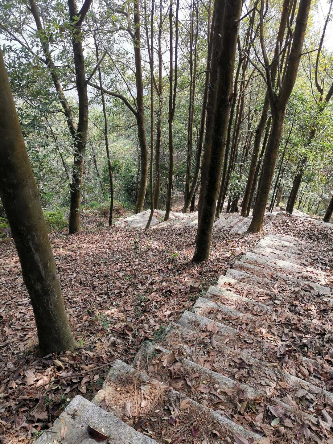 厦门市天竺山一日游,厦门天竺山攻略