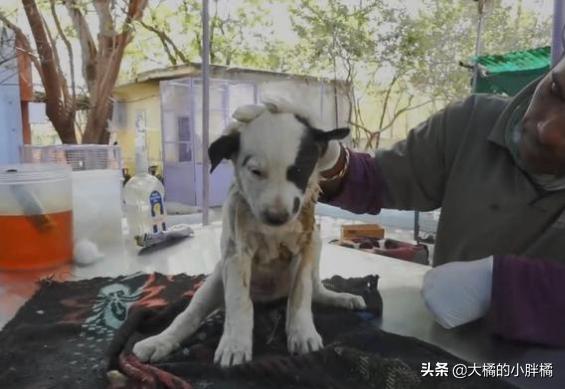 小狗狗被人类虐待求饶,流浪狗被虐待后还是相信人类