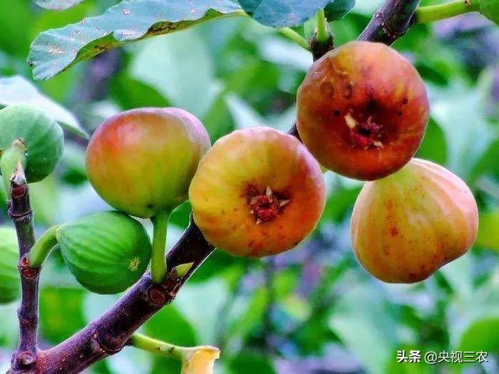 无花果有什么功效专家回答,无花果的秘密