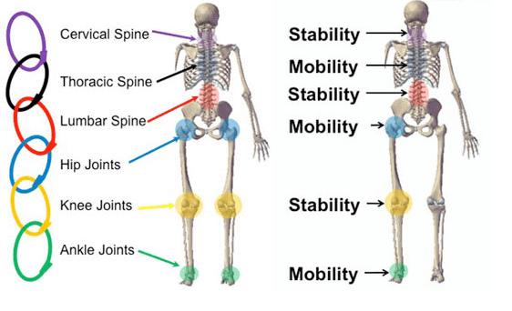 教你八个深蹲的动作,深蹲腰不直立是怎么练
