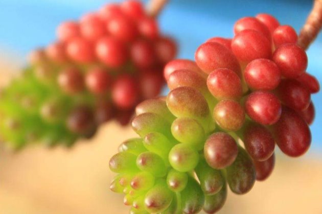 红色浆果越冬这样做，越冷越“红火”！