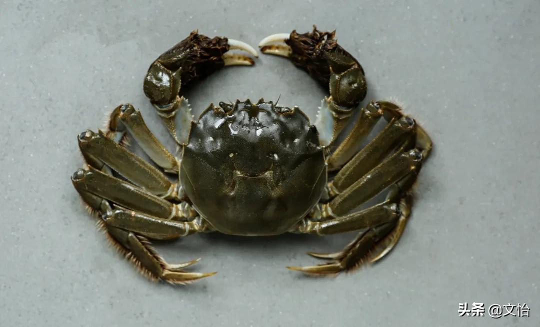海蟹子干货,河蟹海蟹大闸蟹的区别