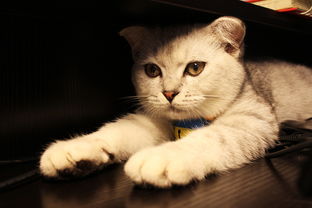 幼猫猫粮钙磷比多少最好,猫粮最佳钙磷比