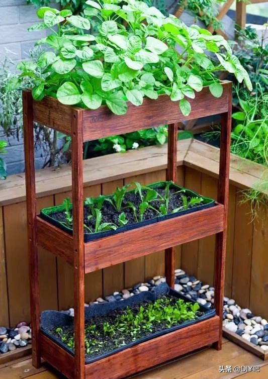 阳台小菜园手把手教你阳台种菜,阳台怎么种菜才能让菜长得肥沃