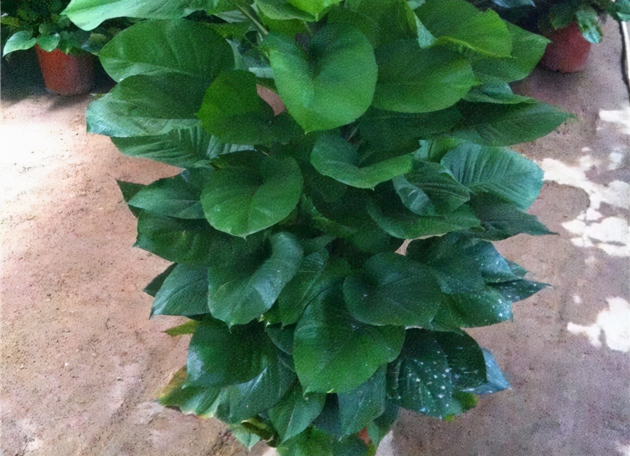 绿萝在家养叶片发黄还不长新叶片,绿萝叶片的正确使用方法