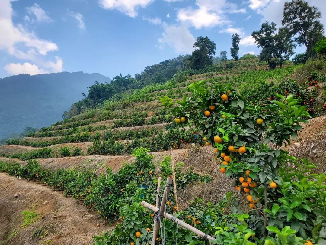 金秋砂糖桔2020年11月6日收购价,金秋砂糖桔现在能卖多少钱一斤