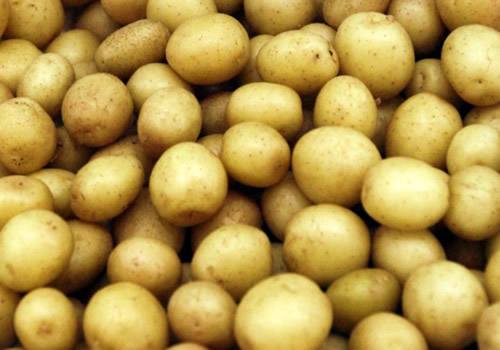 爱吃土豆的看过来，土豆中的铁金刚，个大沙甜，来自内蒙古